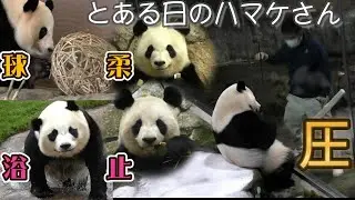 【とある日のハマケさん】楓浜🍁お外風呂＆ゼロ距離“圧”✨【パンダ家族】