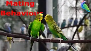 Budgies Parrots Mating Video | Budgies Breeding Season | Color Birds
