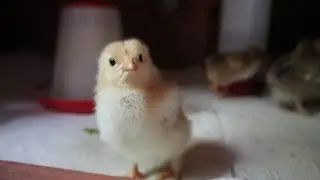 Das Küken-Tagebuch