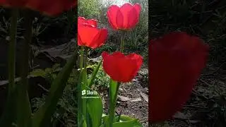 всё цветёт на Полтавщине