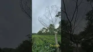Roaming inside tea estate in 