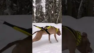 ДЖИНА ЧЕМПИОН 🔥 
