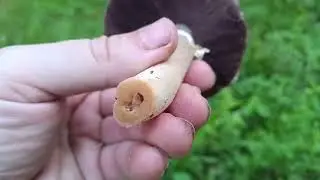 Луговой шампиньон