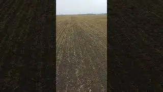 ячмень после морозов