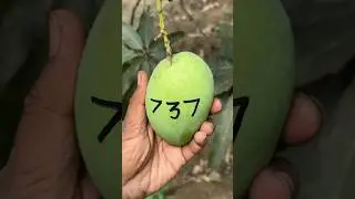 737 = ?? 
