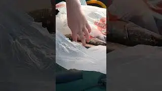 поймали щук #carpfish #рыбалка