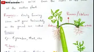 Vegetative propagation in higher plants | Natural and artificial vegetative propagation| Bio science