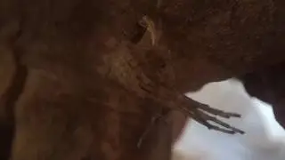 Zoropsis spinimana molting - Kräuseljagdspinnen bei der Häutung (time lapse)