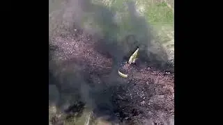 Top 100 Videos of the Year Gone Viral