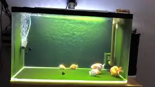 GREEN CARPET ALGAE / LUMUT HIJAU AQUARIUM INDOOR
