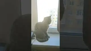 Барсик в окне смотрит на улицу.