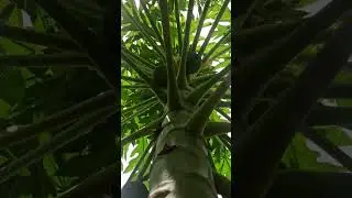 #pvskplantation #pvsk #travel #tour  #plant #tree #chettu(1)