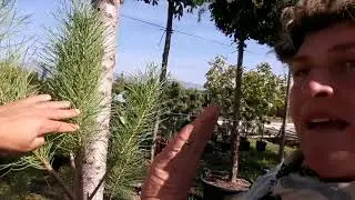 How to Grow Maritime Pine