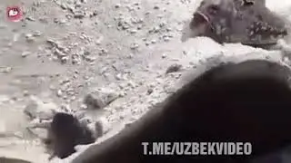 Тфу