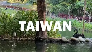 #swan #turtle #天鵝 #烏龜 #黑冠麻鷺 #Taiwan #Taichung #Maple Garden #台灣 #台中 #秋紅谷生態公園  #wildlife #animal