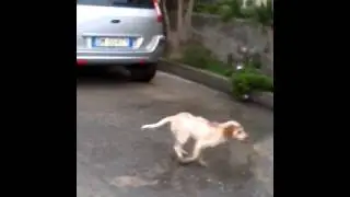 Bingo il cane pazzo