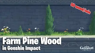 Where to find Pine Wood (Best Farm Route) | Genshin Impact