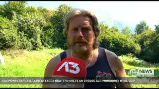 SUL MONTE SERVA IL LUPO ATTACCA QUATTRO VOLTE UN GREGGE ALL'IMBRUNIRE | 11/08/2021