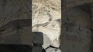 бесстрашная ящерица просит у меня еду