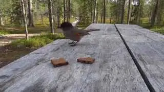 Kuukkeli (Siberian Jay)