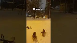 Корги на снегу в апреле 🤣