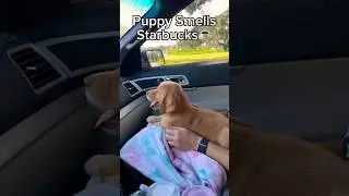 Starbucks run with our new puppy