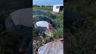 телеграм kambulatof