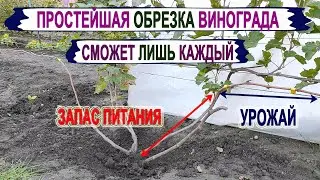 🍇 Самая ПРОСТАЯ ОБРЕЗКА ВИНОГРАДА на УРОЖАЙ.  ПРОСТОЕ и ДОСТУПНОЕ объяснение. Поймет лишь каждый.