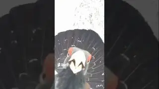 Встреча с глухарём. Meeting with a wood grouse.