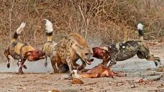 Wild Animals Eat Impalas Alive Compilation *Graphic Content* Bloody Brutal
