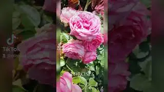 EDROSES/Троянда 🌹 Цикламен П'єр де Ронсар (Cyclamen Pierre de Ronsard ,Pretty in Pink Eden®)