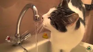 Смотри на кота и смейся