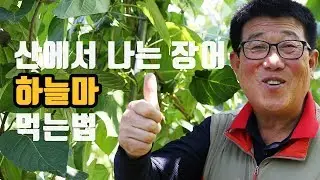 산에서 나는 장어! 열매마 먹는 방법 (Feat. 이은일 농부)
