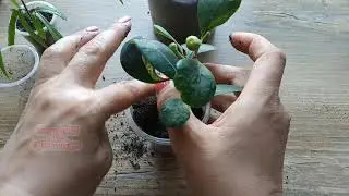 Ficus Ulmifolia, ФИКУС Диверсифолия вариегатный, пересадка, лайфхак для садоводов 