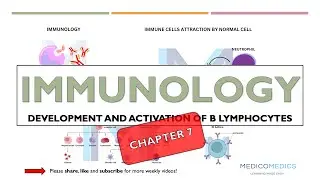 Immunology Chapter 7 | B Lymphocytes: Development, Activation & Antibody Production Explained
