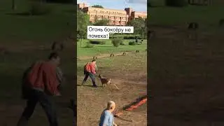 Немецкий боксер, ОГоНь препятствие | Дрессировка собак. 