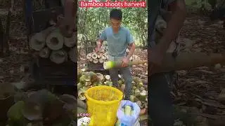 A good cut bamboo shoots, fast harvest fresh and delicious。  一削即好的竹筍切割法，快速收穫鮮嫩美味