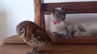 Кот и сова Cat and Owl