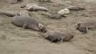 Elephant Seals at Cambria, California