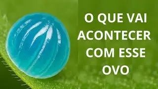 Do Ovo Azul à Liberdade  A Transformação Mais Impressionante da Natureza