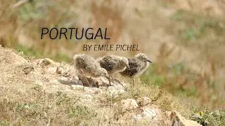 Wildlife of Portugal | Cinematic video