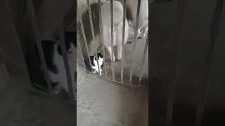 Кот свинье не товарищ / воспитание свиней
