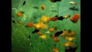 platy fish tank