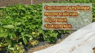 Первую волну обратных заморозков пережили, ждём вторую