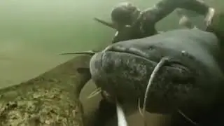 Нашёл огромного сома! Видали таких
