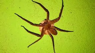 Spider মাকড়শা