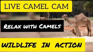DICOVER GERMANY ZOO's ||CHILL WITH CAMELS #animals #zoo #wildlife #animalsvideos #animalshorts #Zoo