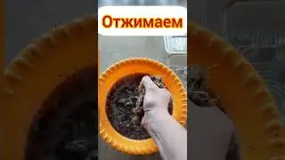 самый простой способ черенкования гортензии