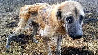 Люди нашли худую собаку, в ней сложно было узнать алабая...