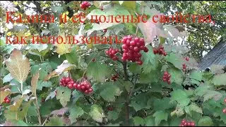 Калина полезные свойства для организма